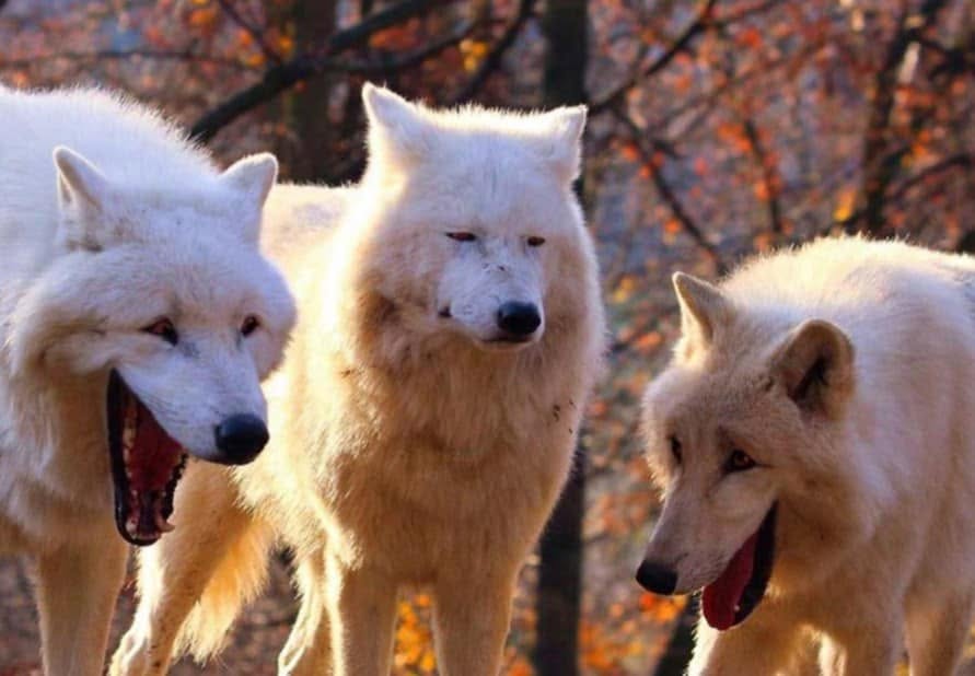 Two Wolves, One Calm meme template — blank